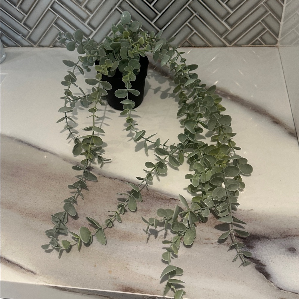 Hanging plant